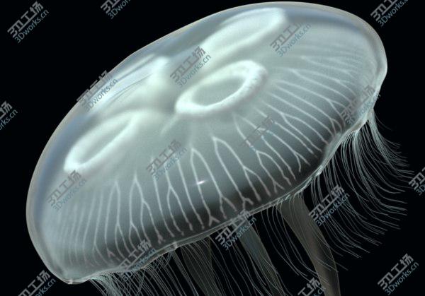 images/goods_img/20210312/jellyfish 3D model/1.jpg